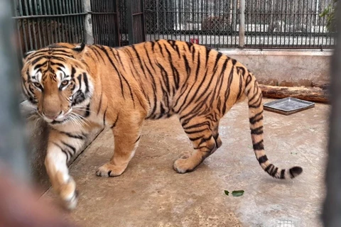 Trung tâm cứu hộ động vật hoang dã Hà Nội hiện đang chăm sóc 36 cá thể hổ đặc biệt quý, hiếm. (Ảnh: Hùng Võ/Vietnam+)