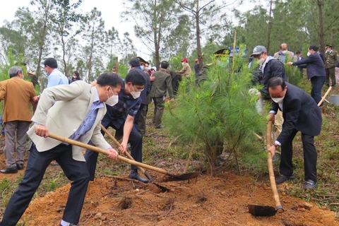 Hoạt động trồng cây ở Thừa Thiên - Huế. (Nguồn ảnh: Tường Vi/TTXVN)