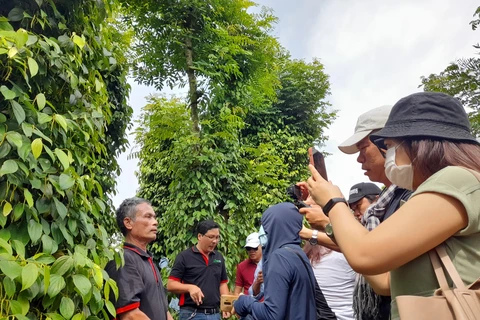 Phóng viên báo chí phỏng vấn người dân trồng càphê theo mô hình ít phát thải khí nhà kính tại xã Ea Ktuh, huyện Cư Kuin, tỉnh Đắk Lắk. (Ảnh: Hùng Võ/Vietnam+)