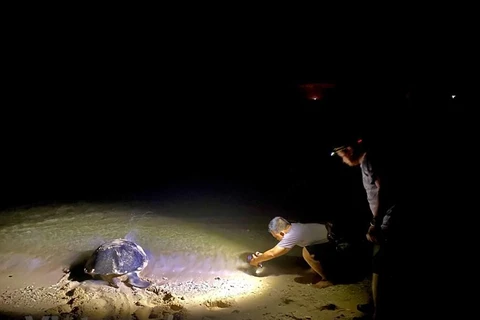 Quần đảo Côn Đảo là một trong những khu bảo tồn Rùa biển lớn nhất Đông Nam Á; trong đó Hòn Bảy Cạnh là một 'bãi rùa đẻ' lớn, được quan tâm đặc biệt. (Ảnh: Hoàng Đạt/Vietnam+)
