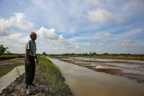 Xâm nhập mặn ở vùng Đồng bằng sông Cửu Long được dự báo sẽ đến sớm hơn và gay gắt hơn. (Ảnh: PV/Vietnam+)