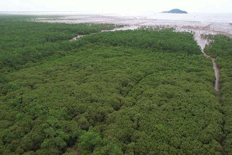 Quản lý tín chỉ cácbon rừng tại Việt Nam. (Ảnh: Hùng Võ/Vietnam+)