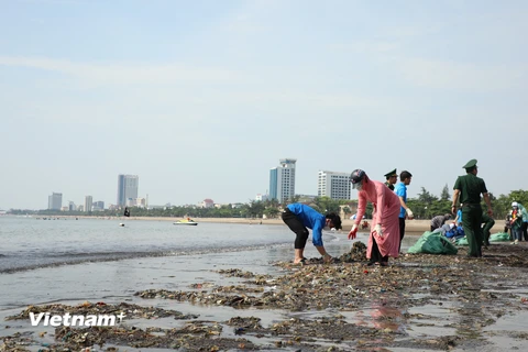 Làm vệ sinh môi trường biển, thu gom xử lý rác thải nhựa. (Ảnh: PV/Vietnam+)