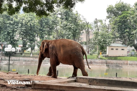 Voi tại Vườn thú Hà Nội. (Ảnh: Thùy Linh/Vietnam+)