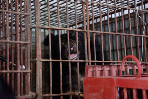 Một trong hai cá thể gấu được cứu hộ về Trung tâm Cứu hộ Gấu Việt Nam II. (Ảnh: Tổ chức Động vật châu Á cung cấp)
