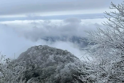 Đỉnh núi Phia Oắc, xã Thành Công, huyện Nguyên Bình (Cao Bằng) phủ một màu trắng của băng tuyết. (Ảnh: TTXVN)