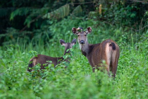 Ảnh minh họa. (Nguồn: WWF-Việt Nam cung cấp)