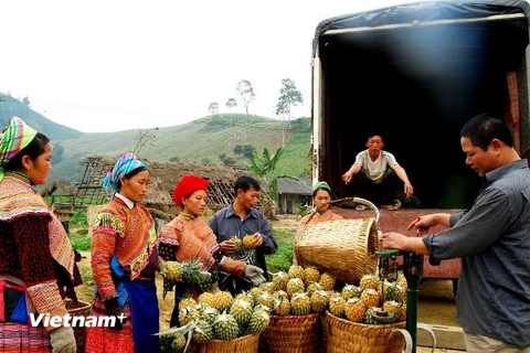 Những nông dân Mông tỷ phú nơi phên giậu của Tổ Quốc 