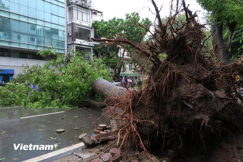 Mưa bão khiến cây xanh bật gốc, đổ xuống đường rất nguy hiểm cho người và phương tiện lưu thông. (Ảnh: Minh Sơn/Vietnam+)