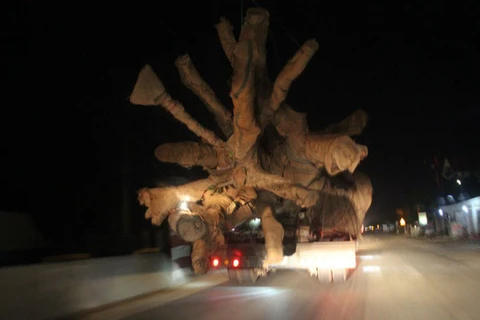 Bộ GTVT nói gì về xe chở cây ‘quái thú’ nghênh ngang Quốc lộ 1 