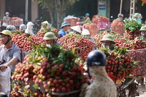 Vận chuyển vải thiều sớm đi tiêu thụ tại chợ Kim, xã Phượng Sơn, huyện Lục Ngạn. (Ảnh: Tùng Lâm/TTXVN)