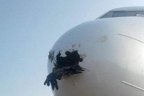Con chim va vào máy bay làm thủng phần đầu máy bay. (Nguồn: Usamah Mohamed)