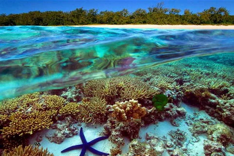 Australia nỗ lực bảo vệ rạn san hô lớn nhất thế giới