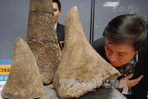 Buôn bán sừng tê giác là hành vi bị cấm (Nguồn: AFP/TTXVN)