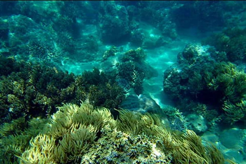 Gần 1 tỷ đồng tái tạo rạn san hô vùng biển Khánh Hòa