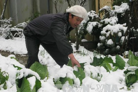Nhân dân tại huyện Sa Pa đang thu dọn tuyết trên các vườn rau màu. (Ảnh: Lục Văn Toán/TTXVN)