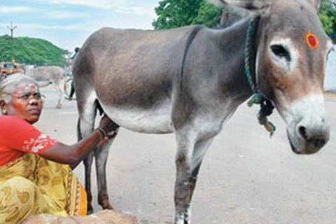 Sữa lừa – phương thuốc quý đang lên ngôi tại Ấn Độ