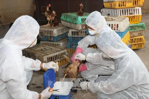 Lấy mẫu giám sát lưu hành virus cúm trên đàn gia cầm nhập lậu tại Lạng Sơn. (Ảnh: Đình Huệ/TTXVN)