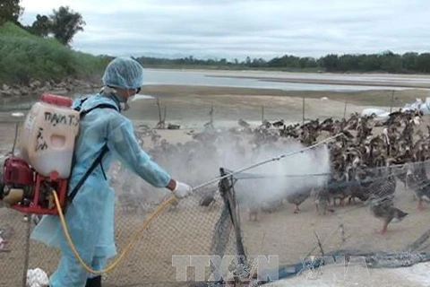 Phun thuốc tiêu độc khử trùng tại khu vực chăn nuôi gia cầm nhiễm cúm. (Ảnh: Phước Ngọc/TTXVN)