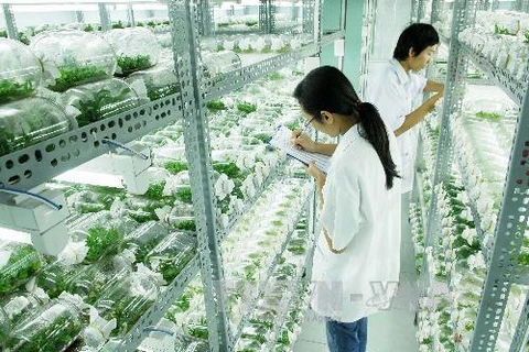 Khu nông nghiệp công nghệ cao của Thành phố Hồ Chí Minh. (Ảnh: Mạnh Linh/TTXVN)