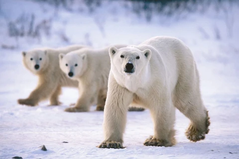 Gấu Bắc cực. (Nguồn: Live Science)