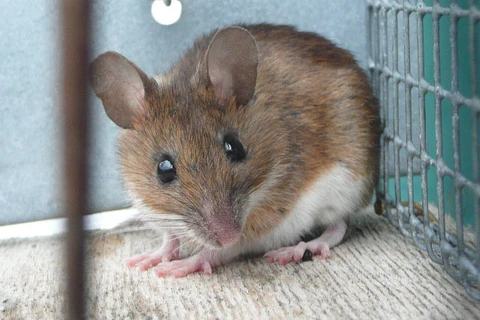Phòng thí nghiệm Nhật suýt để sổng chuột biến đổi gen