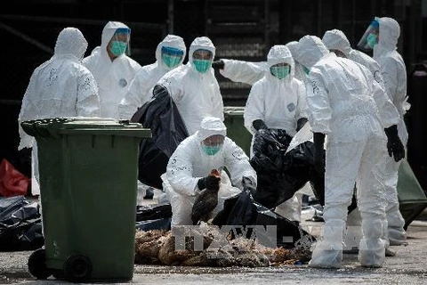 Nhân viên y tế tiêu hủy gia cầm tại một chợ gia cầm ở Hong Kong. (Nguồn: AFP/TTXVN)