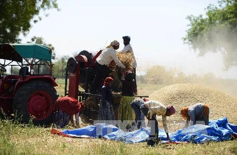 Nông dân làm việc trên cánh đồng lúa mỳ ở Palaj , Ấn Độ. (Nguồn: AFP/TTXVN)