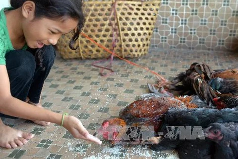 Một em bé tiếp xúc với gia cầm tại nhà ở Phnom Penh. (Nguồn: AFP/TTXVN)