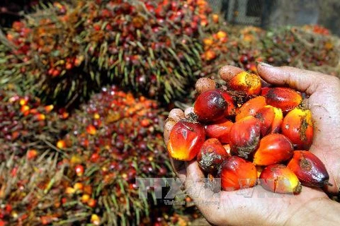 Thu hoạch quả cọ để sản xuất dầu tại Indonesia. (Nguồn: AFP/TTXVN)