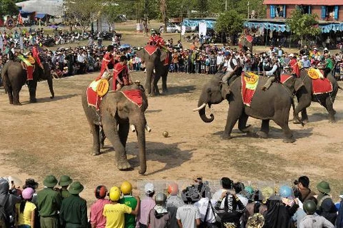 Các chú voi tham gia cuộc thi đá bóng trong lễ hội. (Ảnh: Thanh Hà/TTXVN)