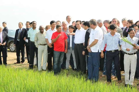 Thủ tướng thị sát mô hình hợp tác trồng lúa tại Cuba