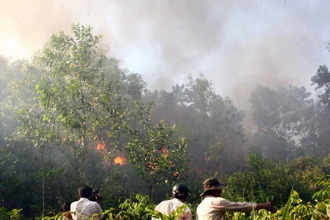 Đồng Tháp: 6 điểm rừng có nguy cơ cháy cực nguy hiểm