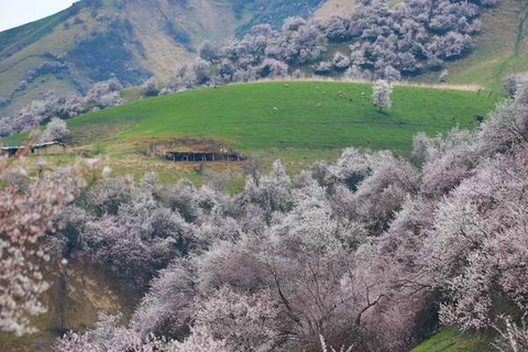 [Photo] Hoa mai rực rỡ khoe sắc ở khu tự trị Tân Cương