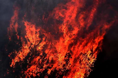 Một vụ cháy thiêu rụi 230ha rừng cây lấy gỗ ở Cuba