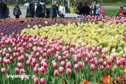 Thủ đô Ottawa rực rỡ trong lễ hội hoa tulip lớn nhất thế giới