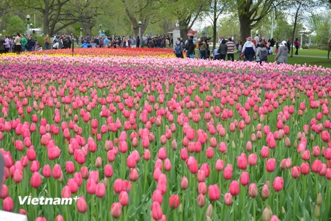 [Photo] Lễ hội hoa Tulip Ottawa làm say lòng du khách
