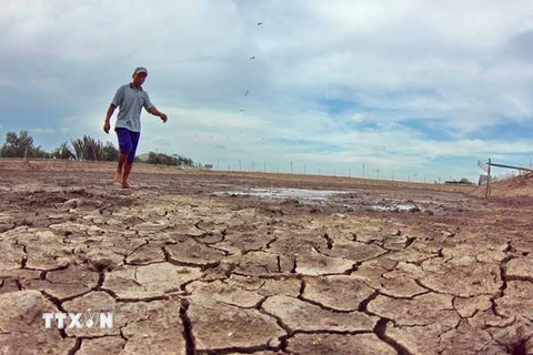 Bình Định: Nhiều địa phương khô hạn, thiếu nước trầm trọng 