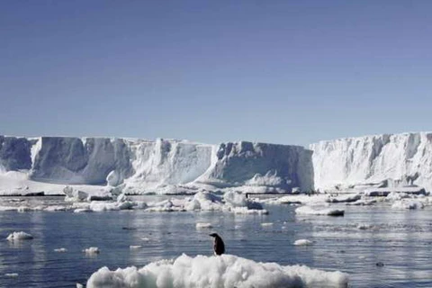 2/3 số chim cánh cụt trên toàn cầu đối mặt nguy cơ tuyệt chủng