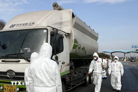 Hàn Quốc lại phát hiện ổ dịch cúm gia cầm mới bùng phát