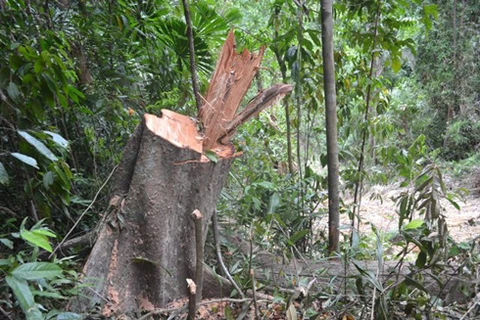Tỉnh Phú Yên quyết liệt ngăn chặn tình trạng chặt phá cây ươi
