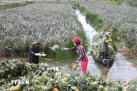 Nhiều loại trái cây ở đồng bằng sông Cửu Long tăng giá trở lại