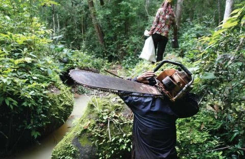 Thái Lan bắt giữ 33 người Campuchia khai thác gỗ trái phép