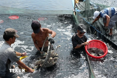 Sản lượng thủy hải sản của Bạc Liêu trong 9 tháng tăng 9%