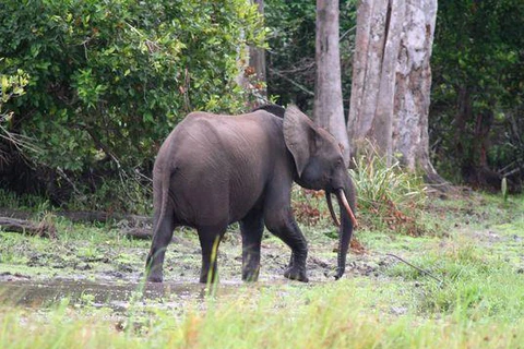 Hà Tĩnh: Đàn voi rừng xâm hại rừng trồng tại huyện Hương Sơn