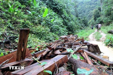 Tây Nguyên: Ngăn chặn việc hợp thức hóa gỗ bất hợp pháp để tiêu thụ 