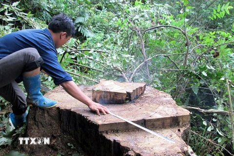 Đắk Lắk: Lâm tặc tàn phá tan hoang rừng sinh thái Bản Đôn 