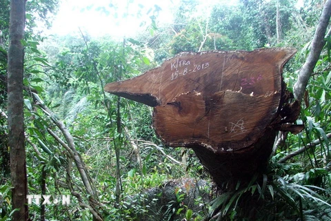 Nạn phá rừng đang tiếp tục diễn ra nghiêm trọng ở Đắk Nông