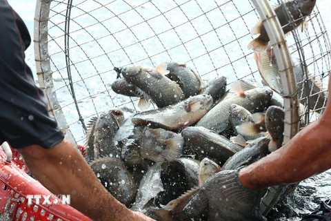 Việt Nam-Nga ưu tiên hàng đầu về phát triển nuôi trồng thủy sản