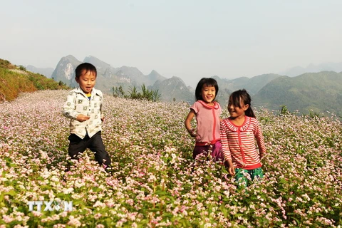 Lào Cai trồng thêm 30ha hoa tam giác mạch tạo điểm nhấn du lịch 